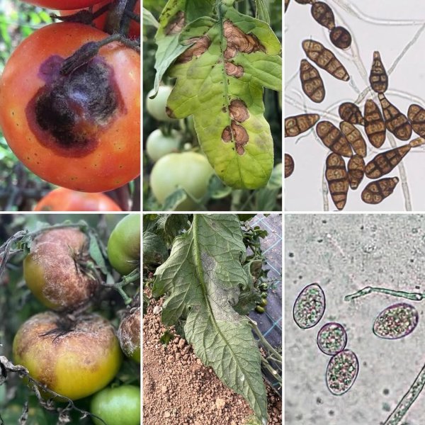 Domates Hastalıkları: Alternaria (Erken Yanıklık) ve Mildiyö (Geç Yanıklık) Arasındaki Kritik Farklar ve Kapsamlı Mücadele Stratejileri