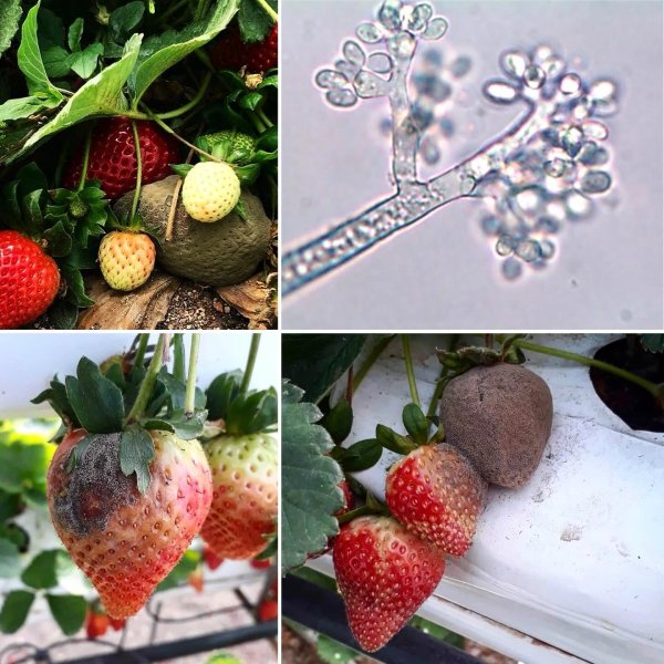 Çilek Yetiştiriciliğinin Kabusu: Kurşuni Küf (Botrytis Cinerea) Hastalığına Kapsamlı Bir Bakış