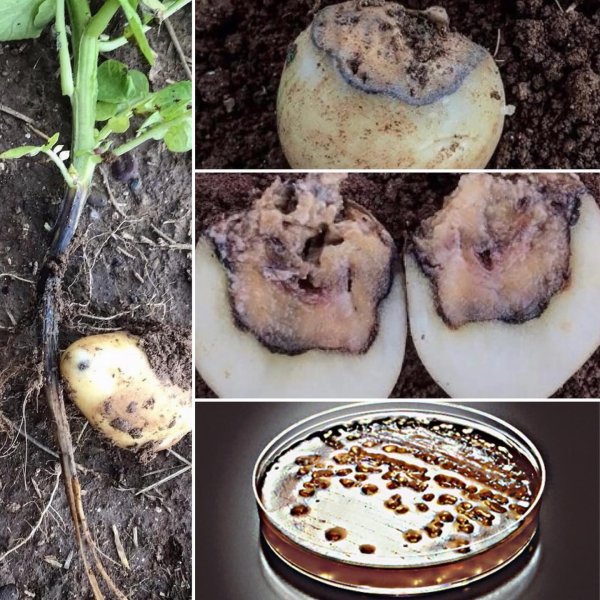 Patates Karabacak Hastalığı: Kapsamlı Bir Ziraat Mühendisi Rehberi – Belirtiler, Nedenler ve Kesin Çözümler