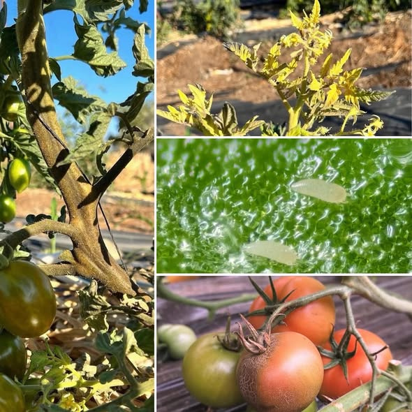 Domates Pas Akarı (Aculops lycopersici): Mikro Tehditten Kapsamlı ve Sürdürülebilir Mücadeleye Derinlemesine Bir Rehber