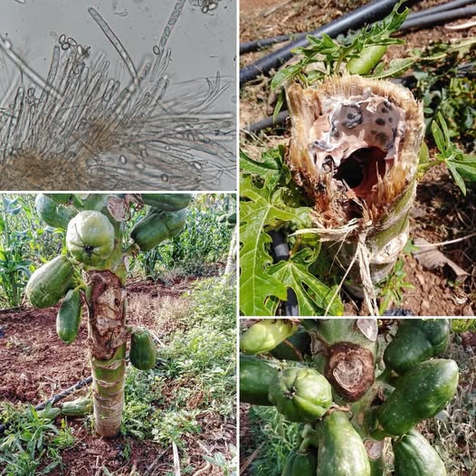 Papaya Tarımında Sclerotinia Enfeksiyonu: Kapsamlı Bir Mücadele Rehberi