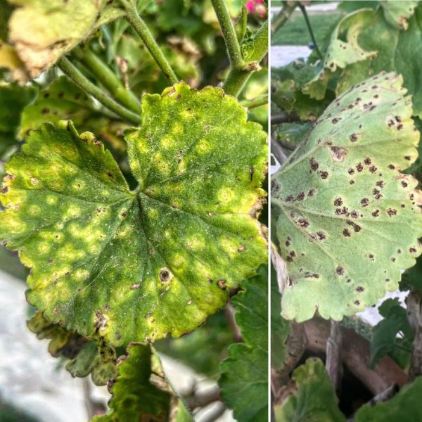 Sardunya Pası (Puccinia pelargonii-zonalis): Kapsamlı Bir Mücadele Rehberi