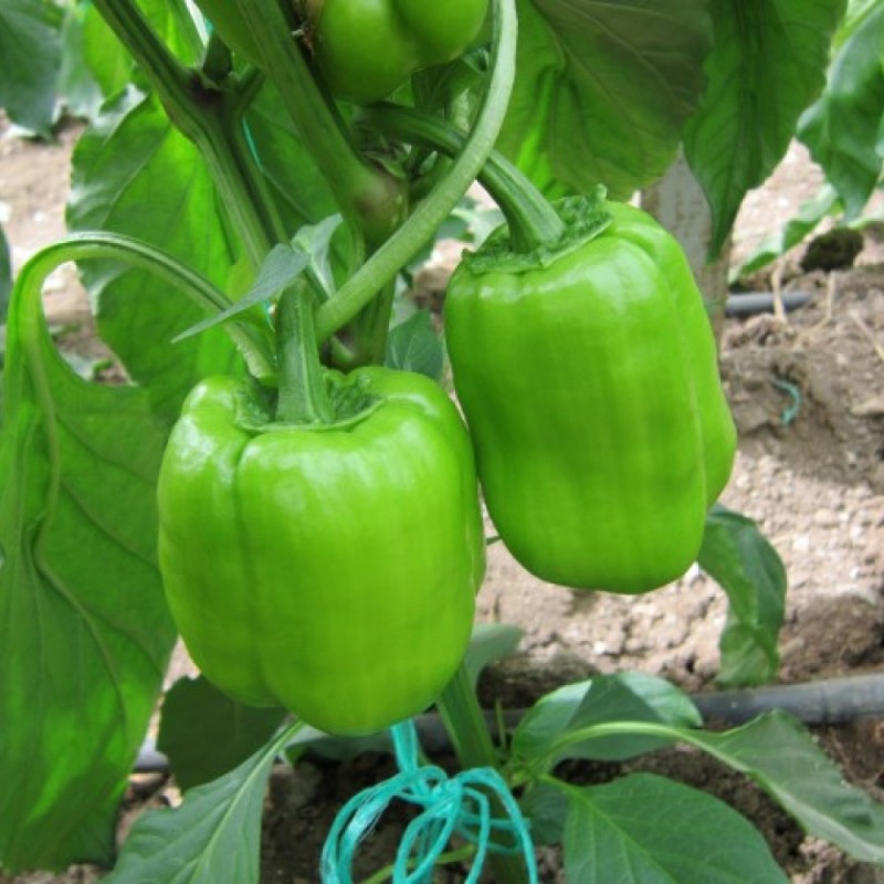 Anadol F1 Dolma Biber Fidesi