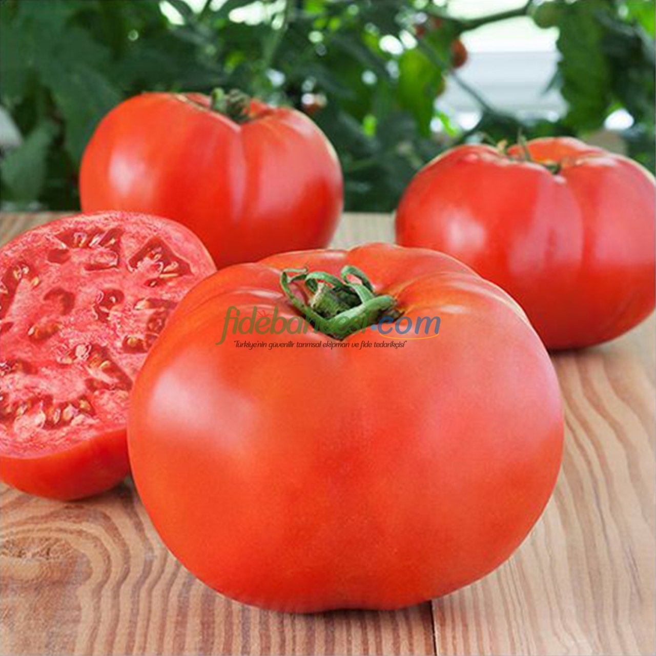 Beef 90 F1 Beef Domates Fidesi