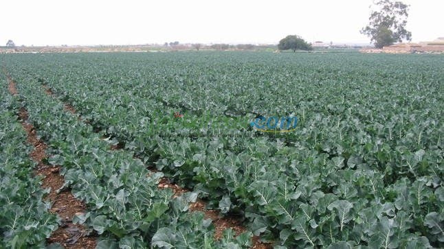 Brokoli Fidesi ürününe ait görsel 2
