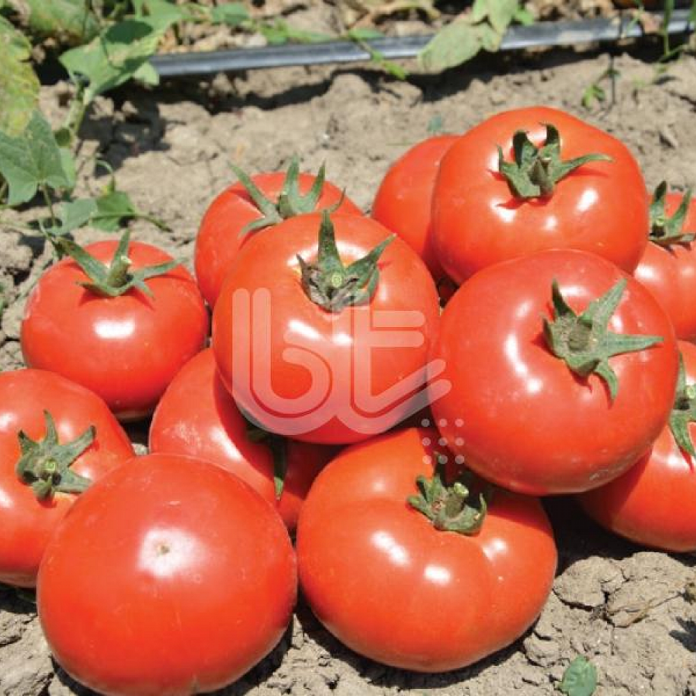 Bt 270 F1 Oturak Domates Fidesi