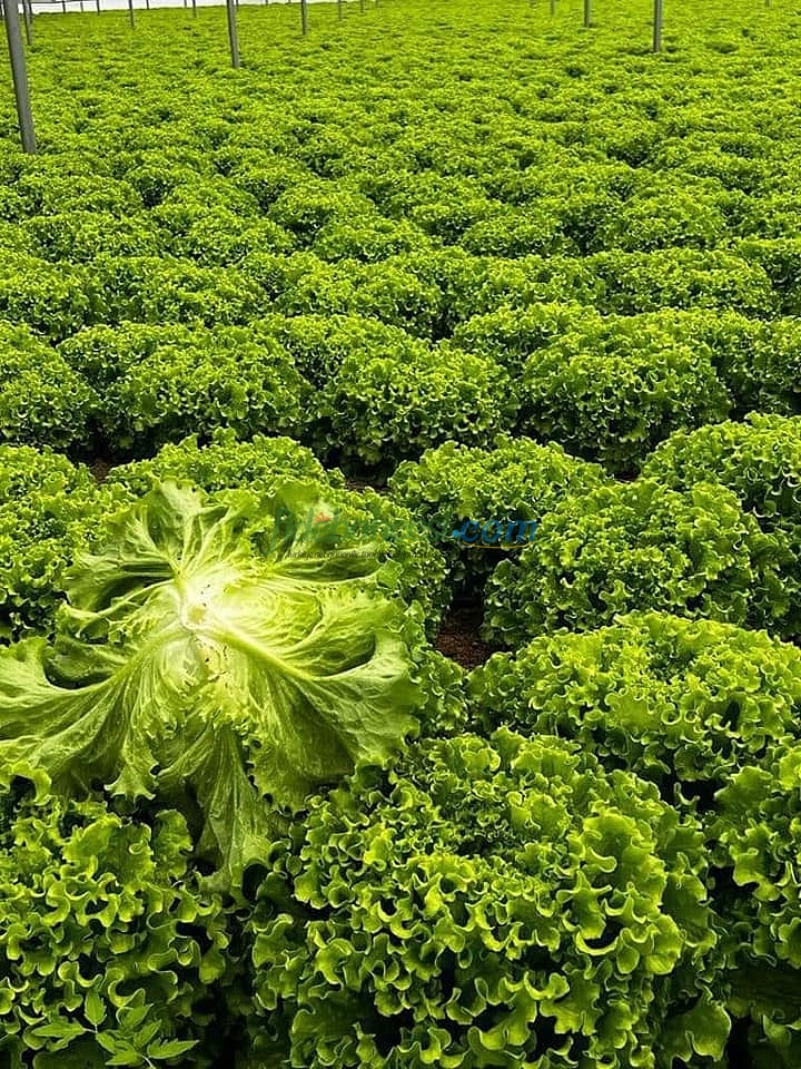 Kanaryole Kıvırcık Marul Fidesi ürününe ait görsel 3