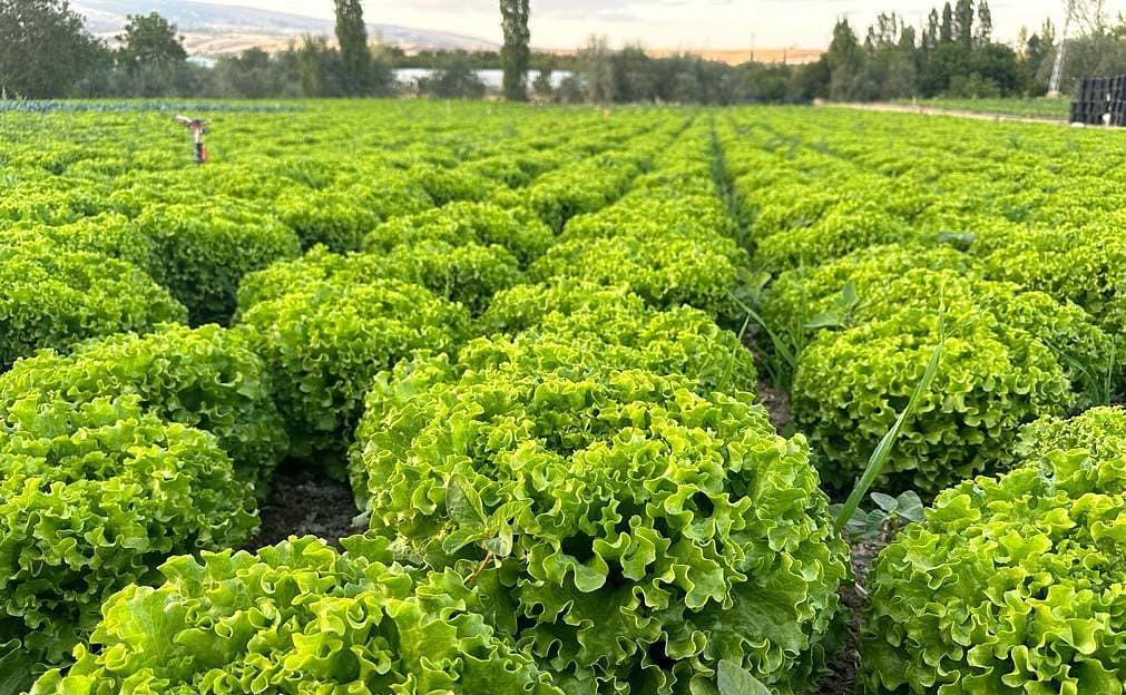 Kanaryole Kıvırcık Marul Fidesi ürününe ait görsel 5