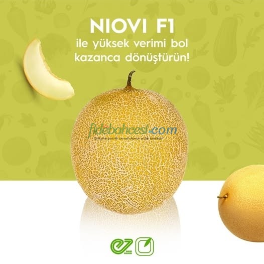 Niovi F1 Kavun Fidesi (Galia)