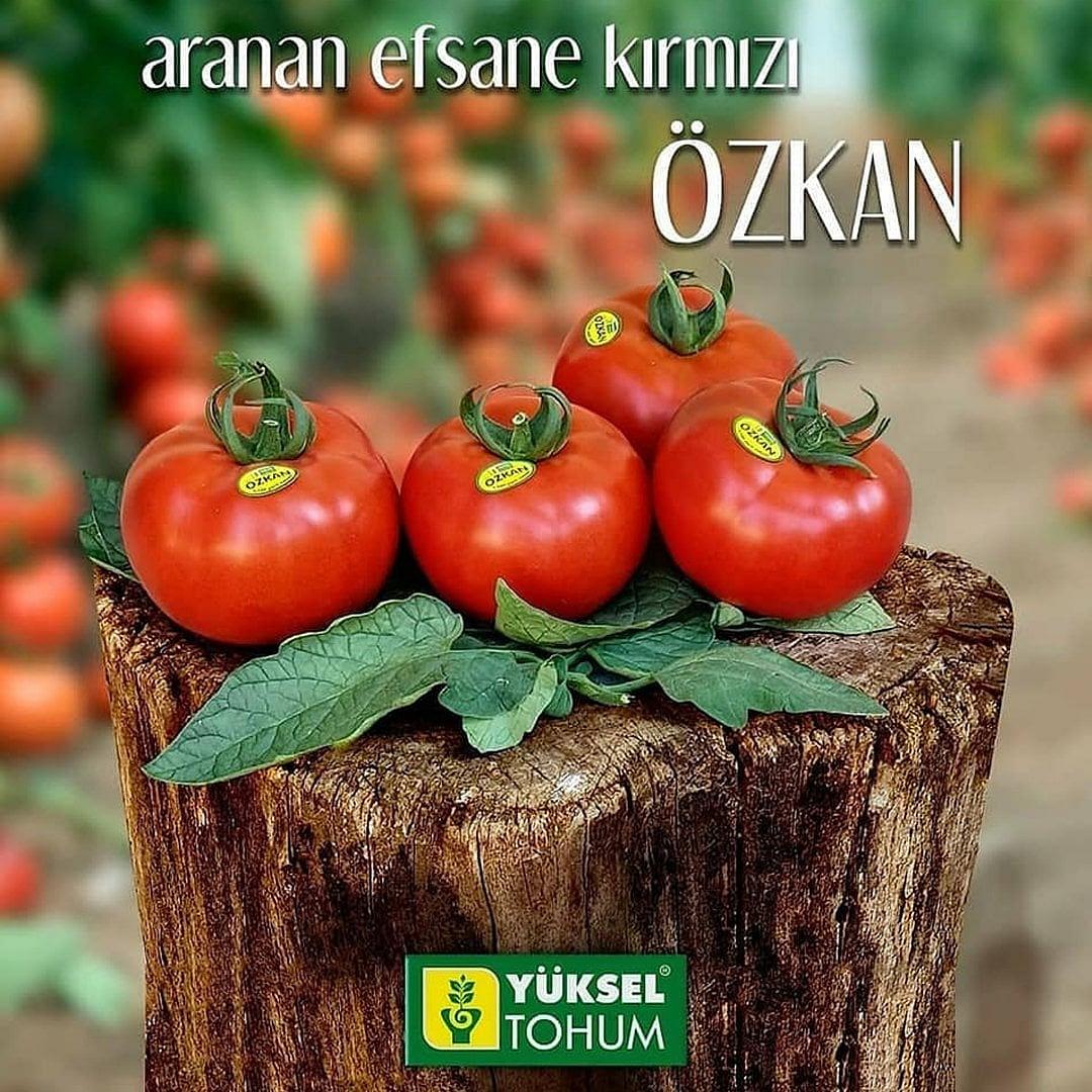 Özkan F1 Sırık Domates Fidesi