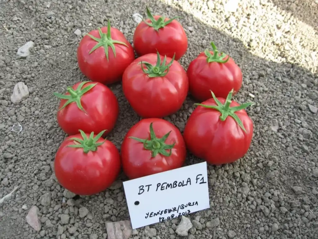 Pembola F1 Domates Fidesi