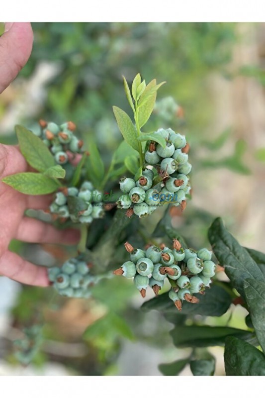 Saksi Mix Blueberry Mix 40 L ürününe ait görsel 2