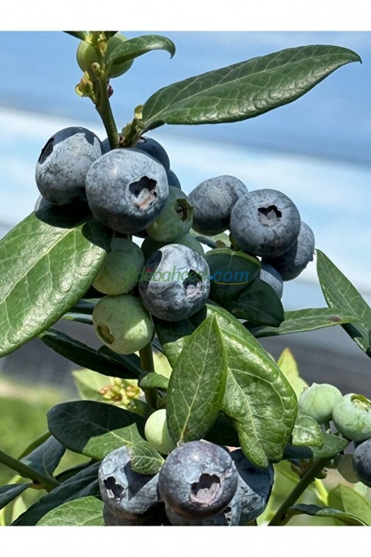 Saksi Mix Blueberry Mix 40 L ürününe ait görsel 3