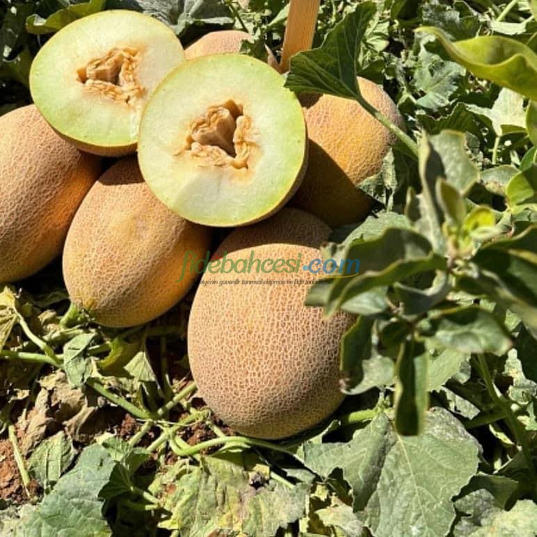 Zehra F1 Galya & Ananas Tip Kavun Tohumu ürününe ait görsel 3
