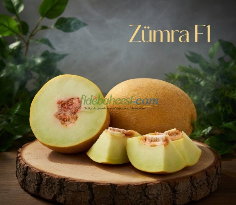 Zümra F1 Kavun Fidesi